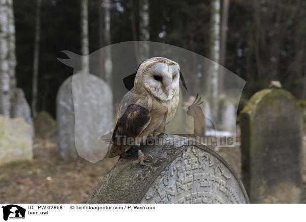 barn owl / PW-02868