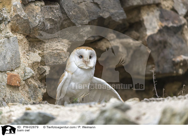 barn owl / PW-02879