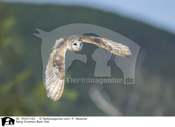 flying Common Barn Owl / FH-01152