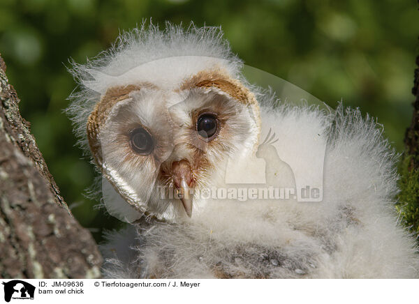 barn owl chick / JM-09636