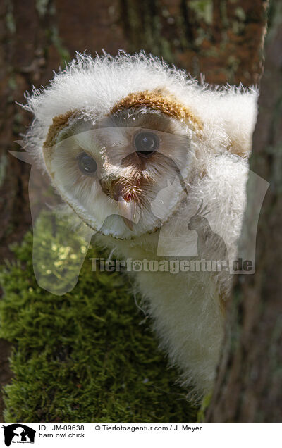 barn owl chick / JM-09638