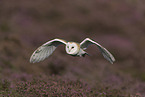 barn owl