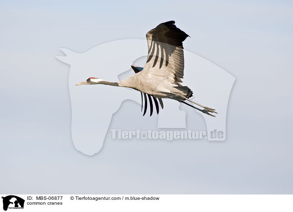 Graue Kraniche / common cranes / MBS-06877