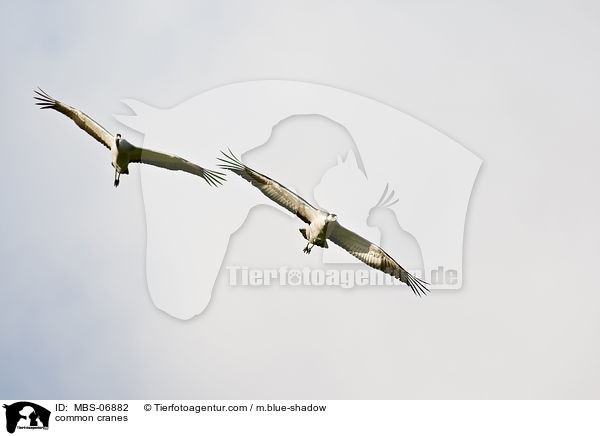 Graue Kraniche / common cranes / MBS-06882