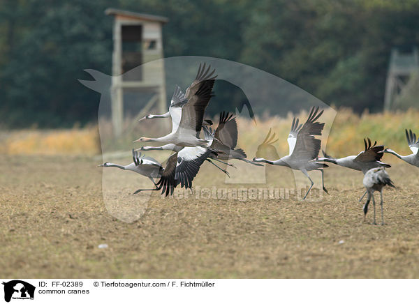 Graue Kraniche / common cranes / FF-02389