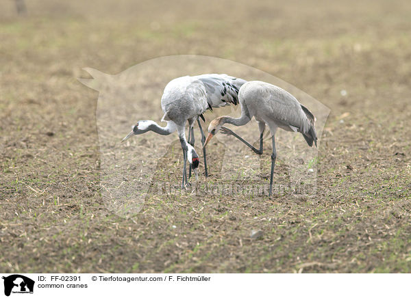 Graue Kraniche / common cranes / FF-02391