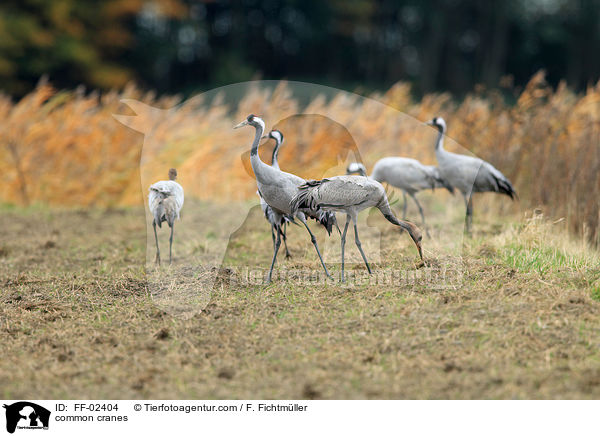 Graue Kraniche / common cranes / FF-02404