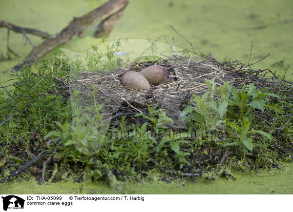 Grauer Kranich Gelege / common crane eggs / THA-05099