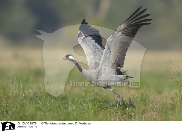 Grauer Kranich / common crane / DV-02878