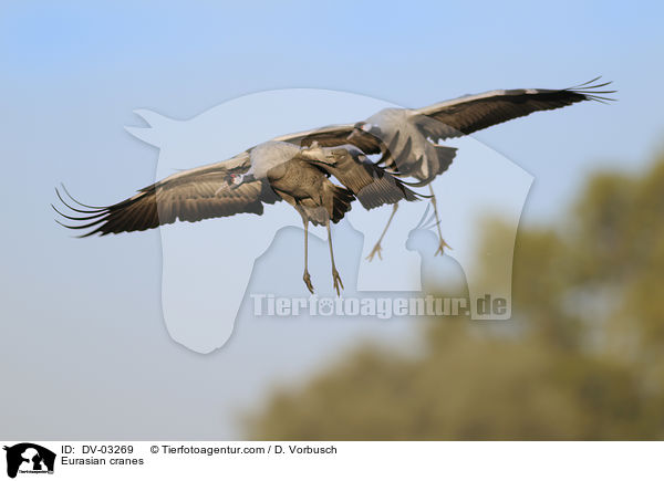 Eurasian cranes / DV-03269