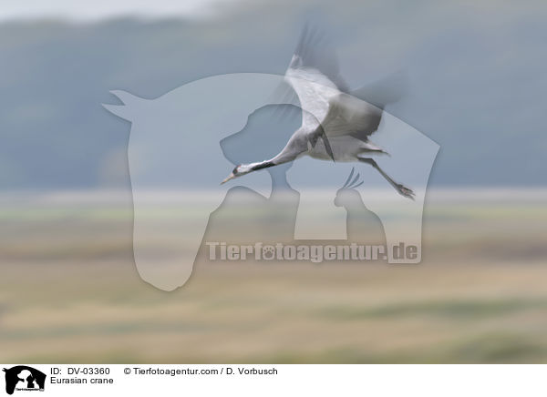Eurasian crane / DV-03360