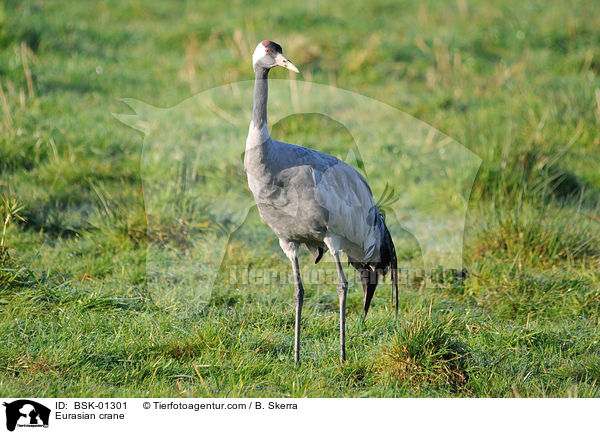 Grauer Kranich / Eurasian crane / BSK-01301