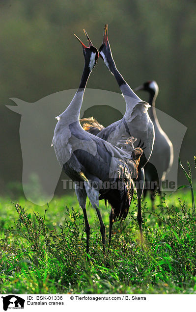 Graue Kraniche / Eurasian cranes / BSK-01336