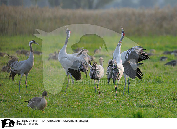 Graue Kraniche / Eurasian cranes / BSK-01340