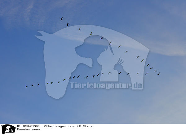 Graue Kraniche / Eurasian cranes / BSK-01360
