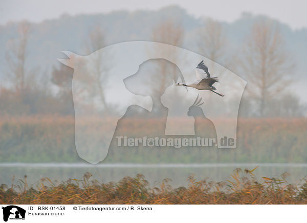 Grauer Kranich / Eurasian crane / BSK-01458