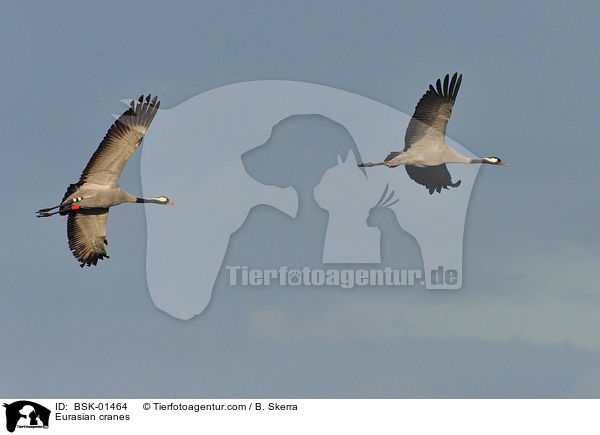 Graue Kraniche / Eurasian cranes / BSK-01464