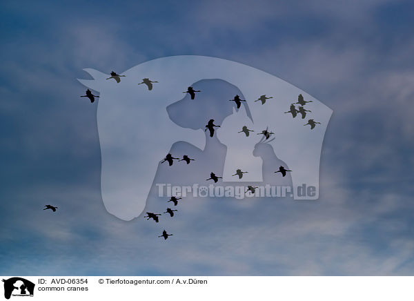 Graue Kraniche / common cranes / AVD-06354