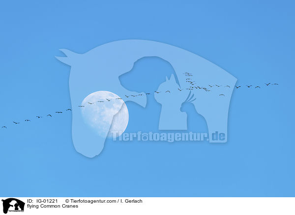 fliegende Graue Kraniche / flying Common Cranes / IG-01221