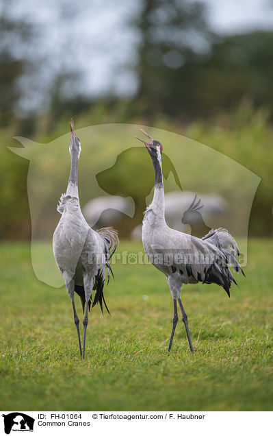 Graue Kraniche / Common Cranes / FH-01064