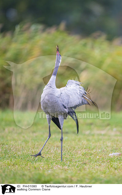 laufender Grauer Kranich / walking Common Crane / FH-01080