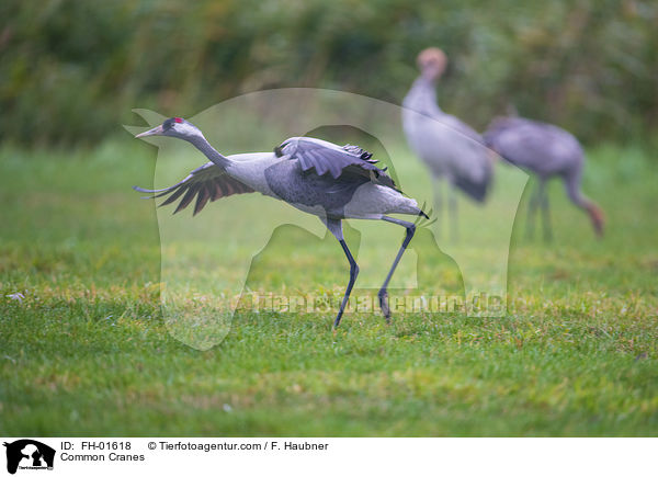 Graue Kraniche / Common Cranes / FH-01618