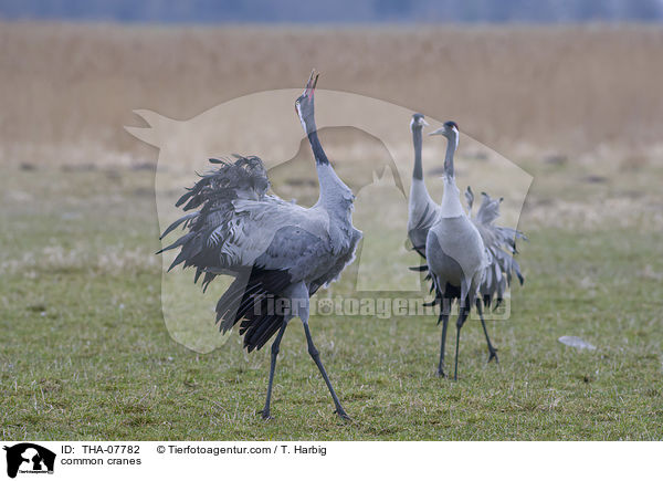 Graue Kraniche / common cranes / THA-07782