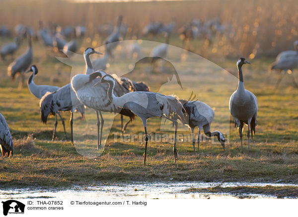 Graue Kraniche / common cranes / THA-07852