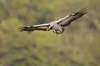 common crane