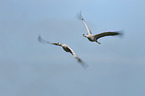 Eurasian cranes