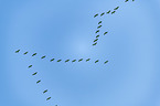 flying Common Cranes