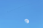 flying Common Cranes