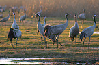 common cranes