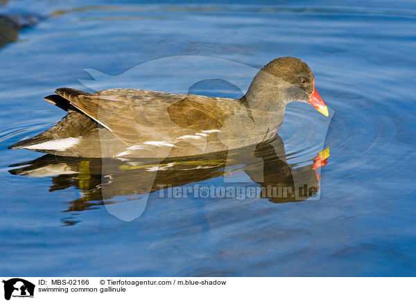 schwimmendes Teichhuhn / swimming common gallinule / MBS-02166