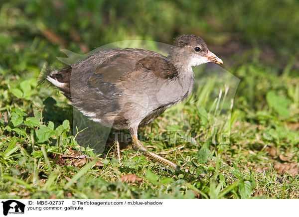 junges Teichhuhn / young common gallinule / MBS-02737