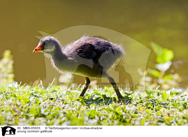 young common gallinule / MBS-05003