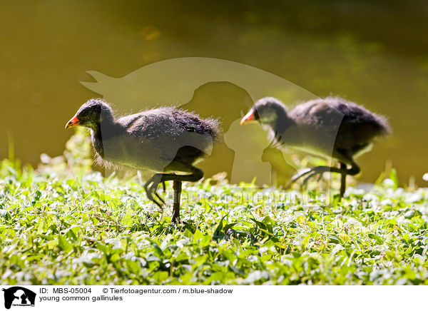 junge Teichhhner / young common gallinules / MBS-05004