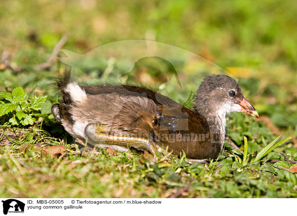 young common gallinule / MBS-05005