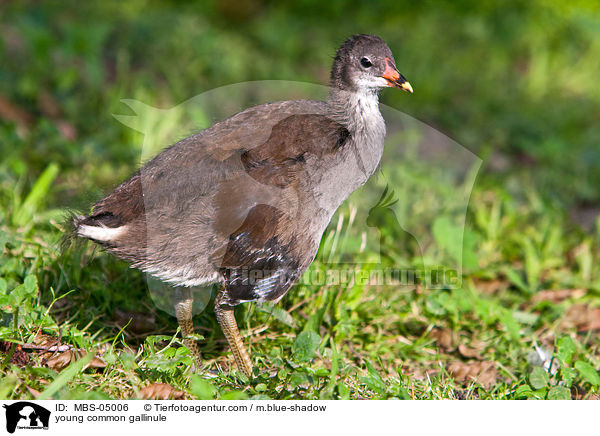 young common gallinule / MBS-05006