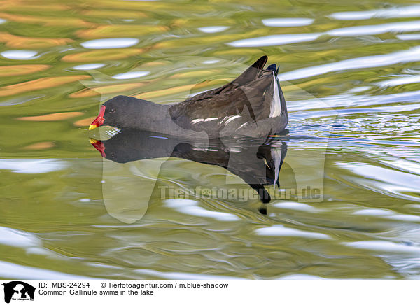 Common Gallinule swims in the lake / MBS-24294