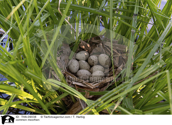 Teichralle / common moorhen / THA-09038