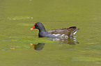 common gallinule