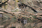 common moorhen