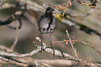 common moorhen