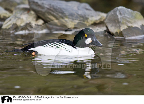 common goldeneye duck / MBS-04049