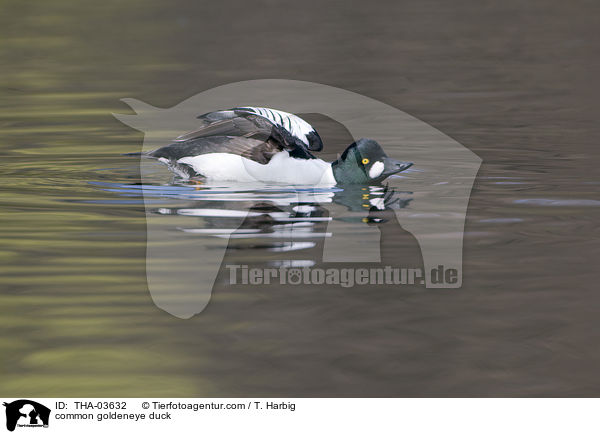common goldeneye duck / THA-03632