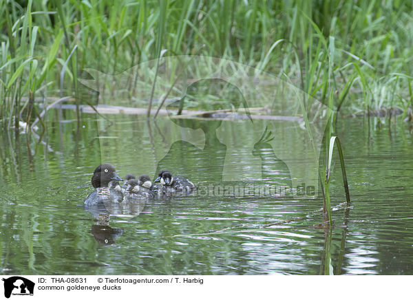 common goldeneye ducks / THA-08631