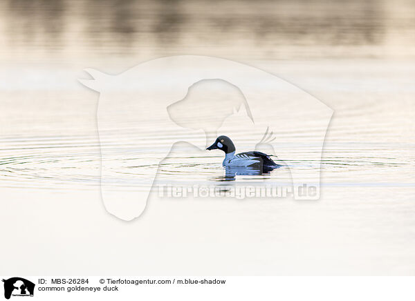 common goldeneye duck / MBS-26284