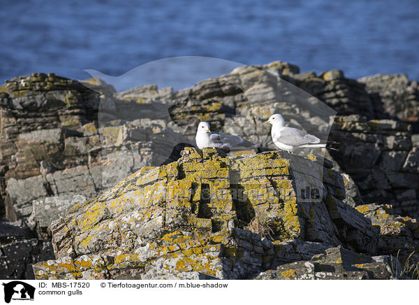 Sturmmwen / common gulls / MBS-17520