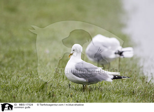 common gulls / MBS-17528